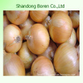 2015 New Season Onion Inchina